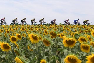 The peloton pass by the sunflowers during stage 11