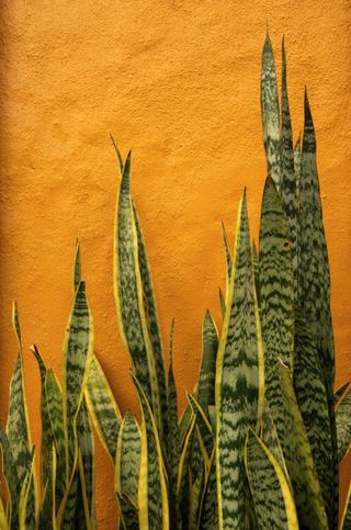 A close-up of snake plant leaves against a mustard yellow stucco wall