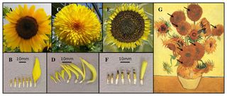 The most common wild sunflower variety is shown in box A, and its florets are shown in B. Box C shows a double-flowered mutant variety, with its florets shown in D. Box E shows the tubular variety, with its florets shown in F. The arrows in box G indicate the double-flowered mutants depicted in van Gogh's Still Life: Vase with Fifteen Sunflowers.