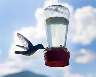 A hummingbird at a feeder with cloudy sky behind
