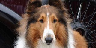 The title canine of 2005's Lassie