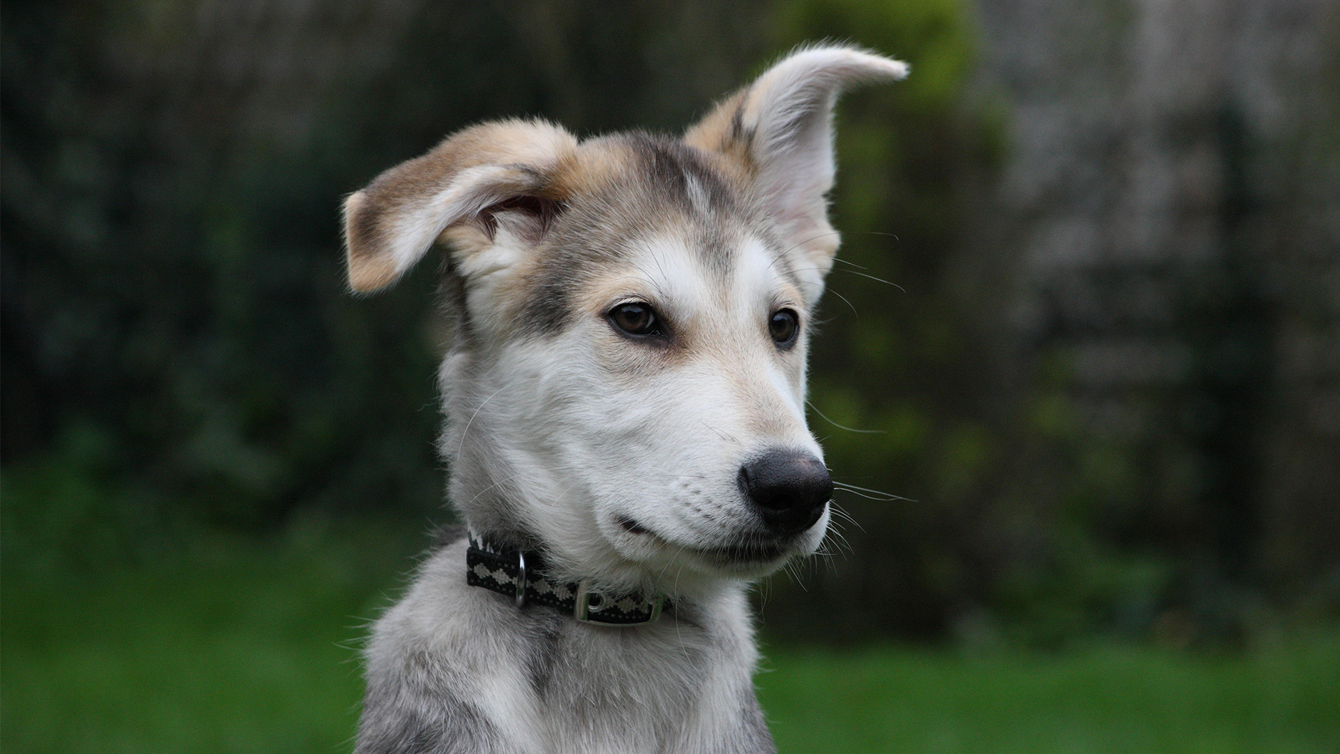 Dog with ear cocked up as if listening