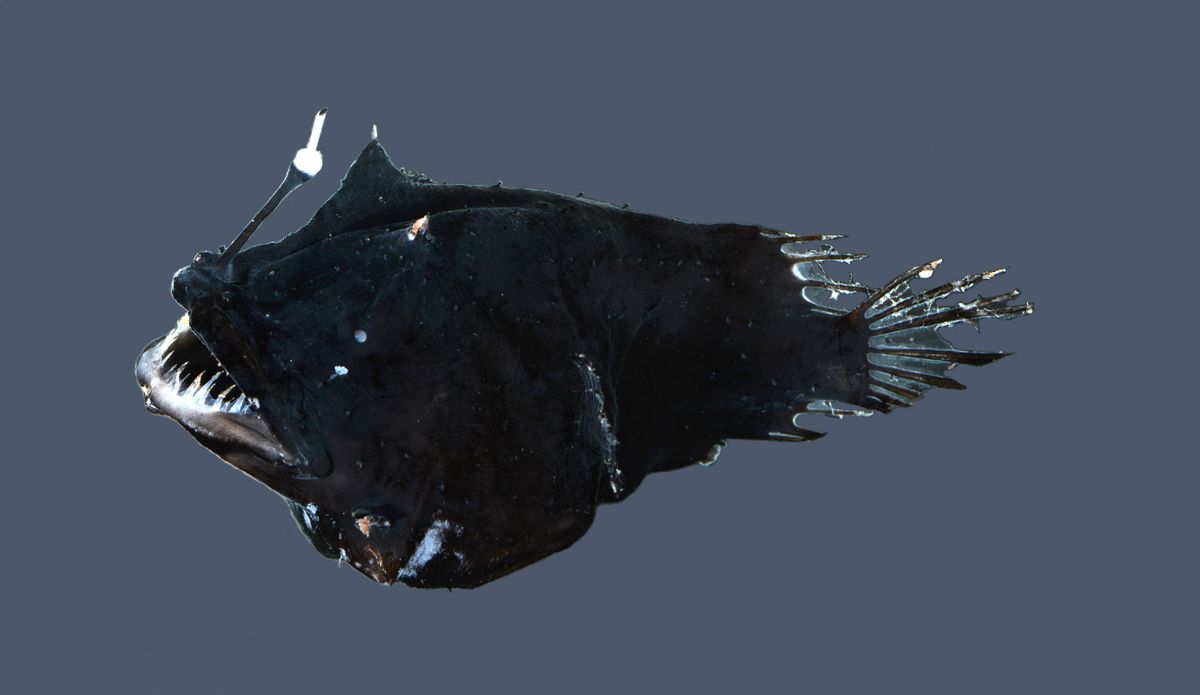 hatchetfish bioluminescence