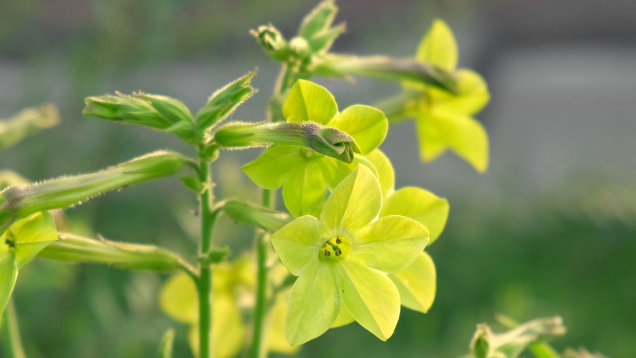 Nicotiana lemon-lime flowers in bloom in a garden