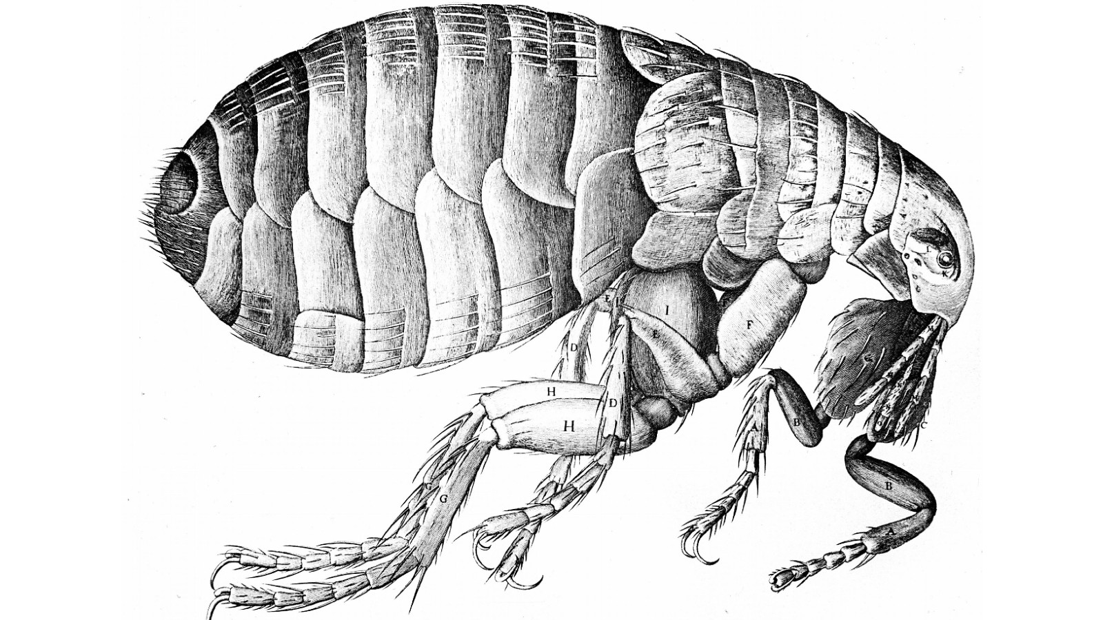 A microscopic engraving of a flea by English scientist Robert Hooke (1635-1703) in 1665. Fleas transmitted the plague