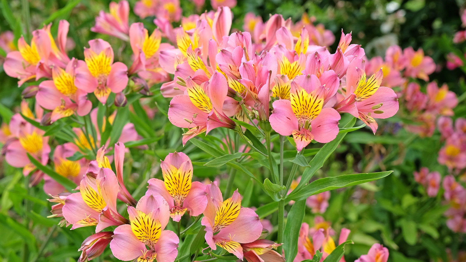 alstroemeria flowers in summer border