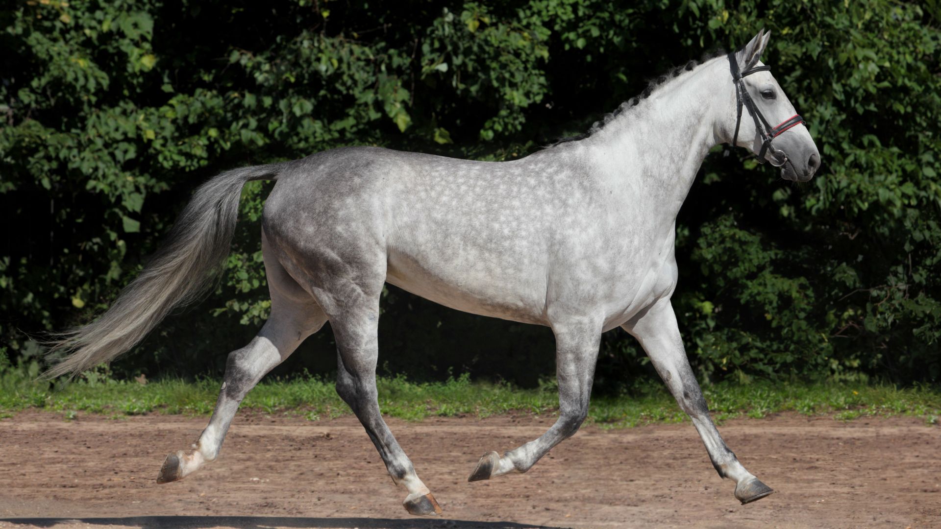 gray horse trotting