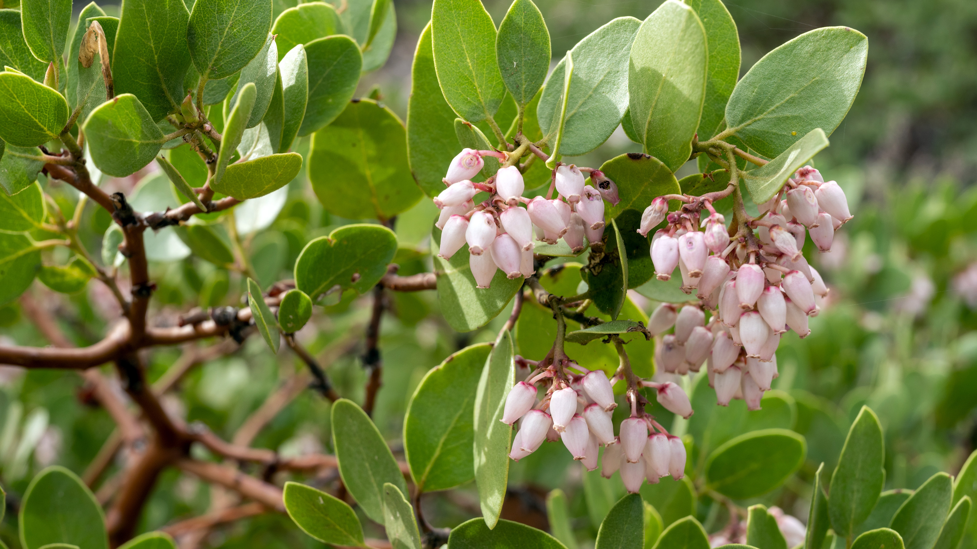 Green-Leaf Manzanita Bush