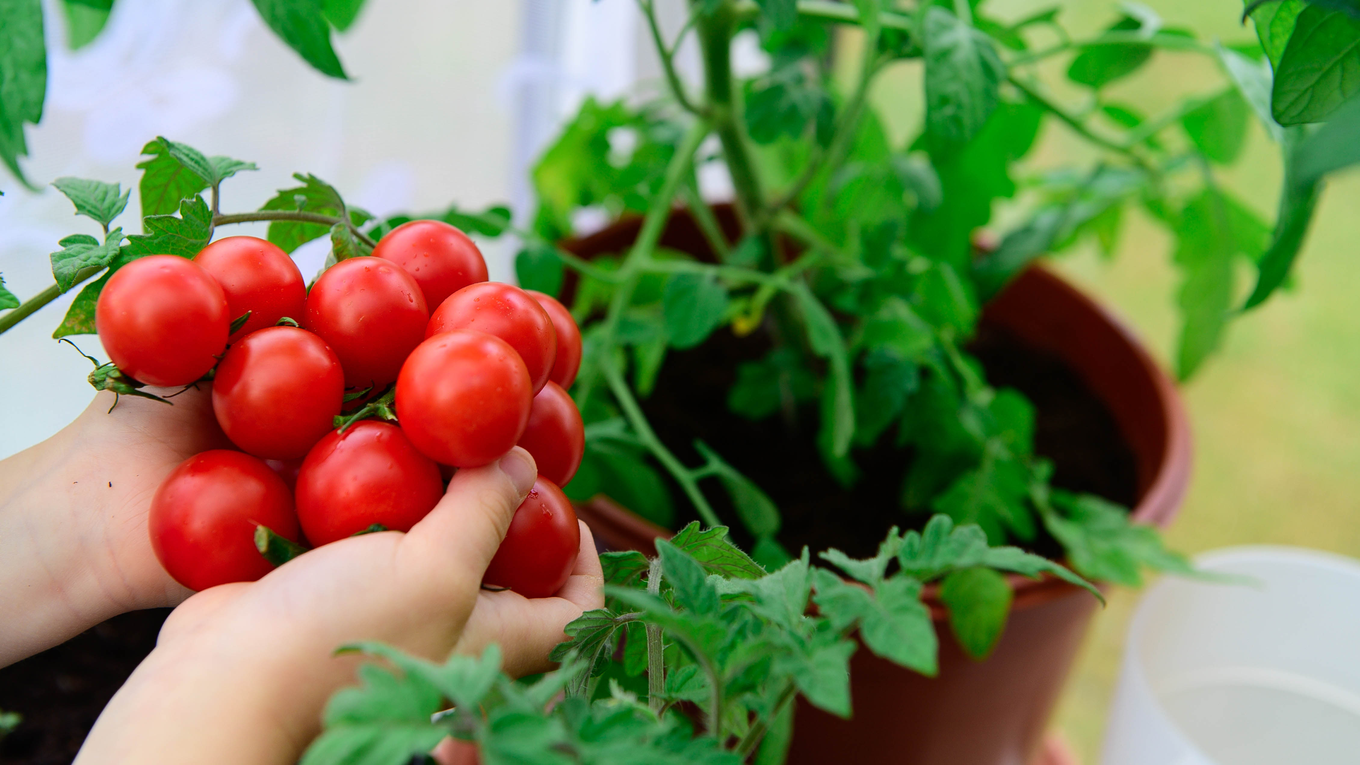 holding a home grown tomato plant