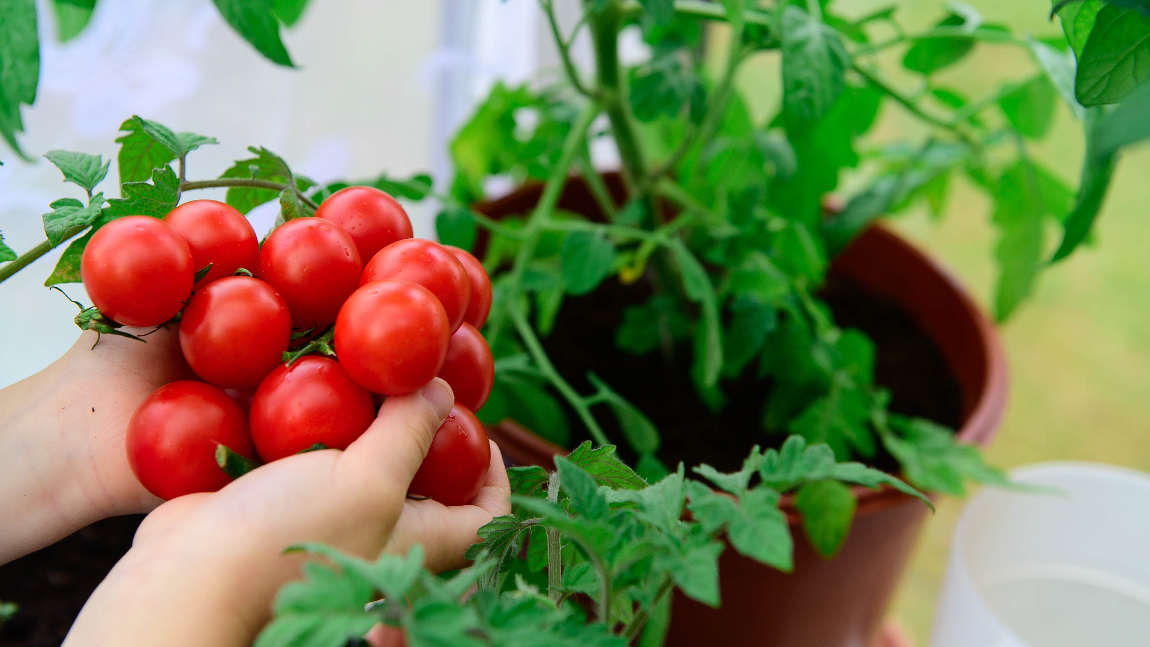 Holding a homegrown tomato plant