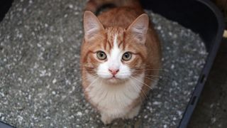 Ginger cat in litter box