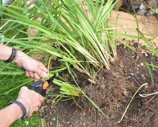 Reducing leaf length by a half before replanting Siberian irises after dividing