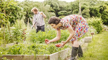 organic gardening: raised beds veg plot