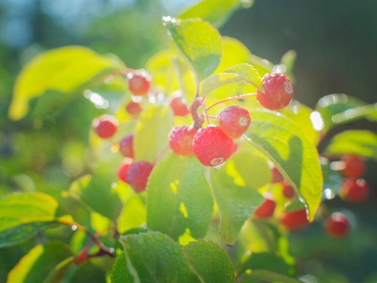 Ornamental Tree With Red Fruit