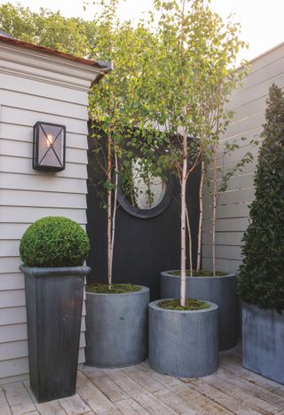 Gray planters with trees and topiary