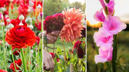 Three images of colourful flowers, including a dahlia 