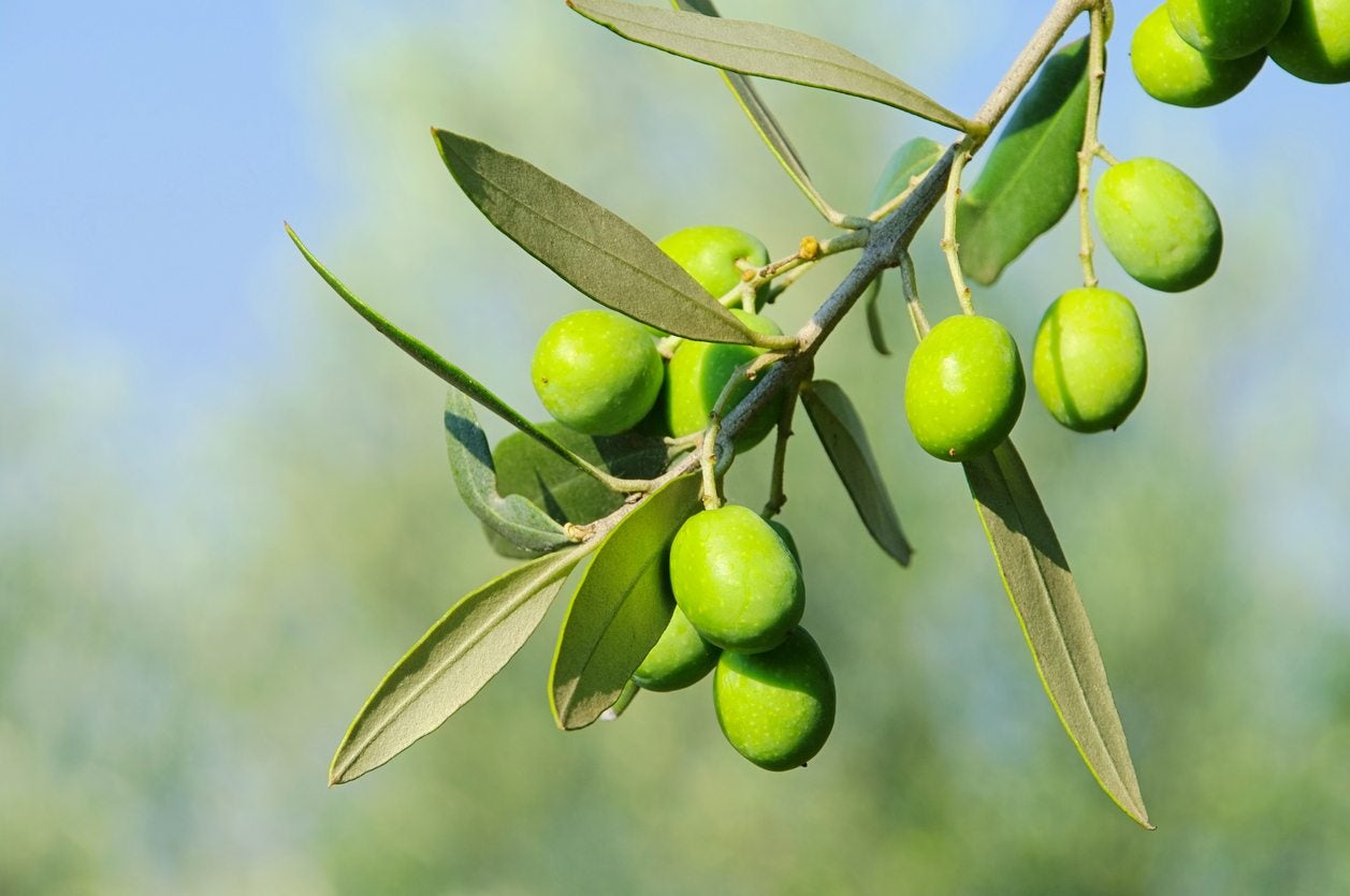 zone 7 olive