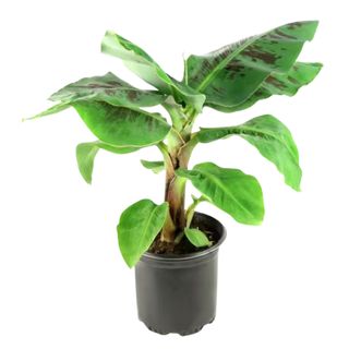 A banana plant in a large pot