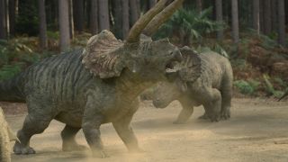 Triceratops clashing in Prehistoric Planet Season 2.