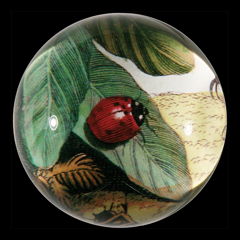 Glass paperweight illustrated with leaves and a ladybird