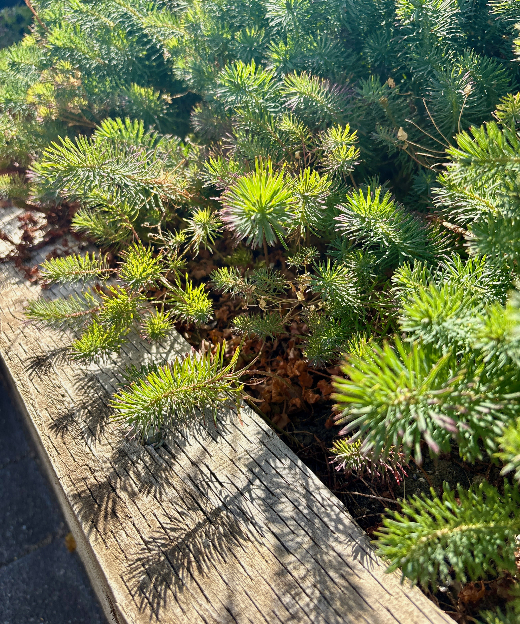 sedum groundcover in a raised bed