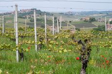 In Annunziata with Verduno in the background_photo Michaela Morris Barolo 2021