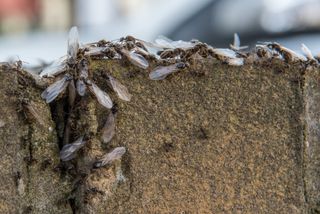 Flying ants swarming on a brick wall