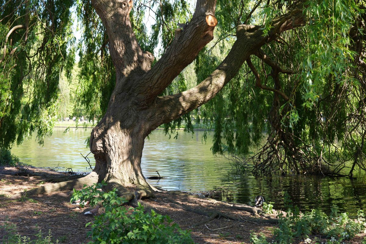 Large tree beside a lake with overhanging branches and dappled sunlight.