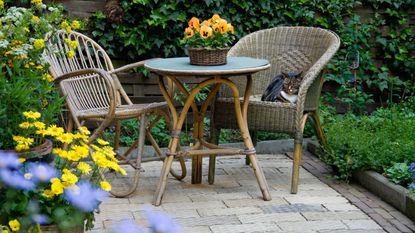 Garden Patio with Wicker Furniture and Housecat