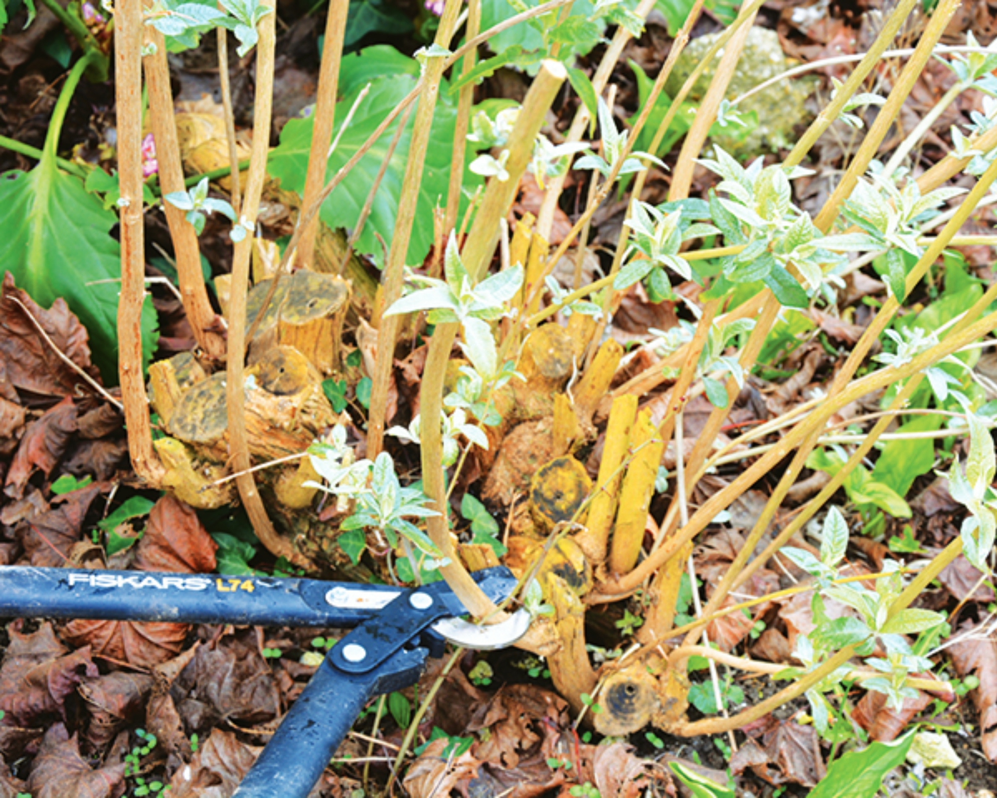 pruning butterfly bush in early spring