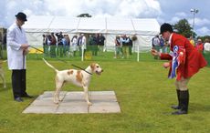2-The-Island-Foxhounds-huntsman-Conor-Dwyer-and-whipper-in-Myles-OConnor-with-the-Doghound-Champion-Island-Buster-11-by-South-Dorset-Panther-08.jpg
