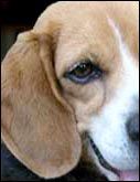 beagle.jpg