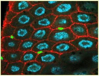 Stem cells (green) and epithelial cells (blue) in the adult fruit fly gastrointestinal tract.