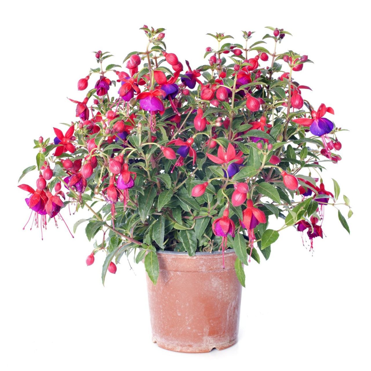 Potted Fuchsia Plant