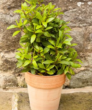 young bay tree in terracotta pot near wall