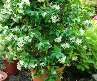 Star jasmine growing in a terracotta pot with white flowers