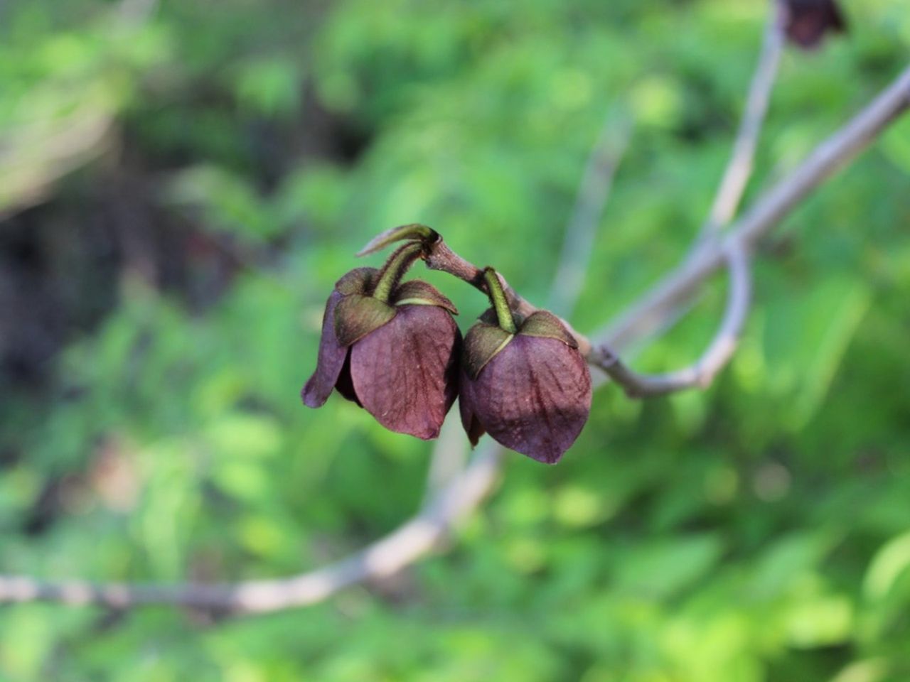 Flowers On A Pawpaw Tree