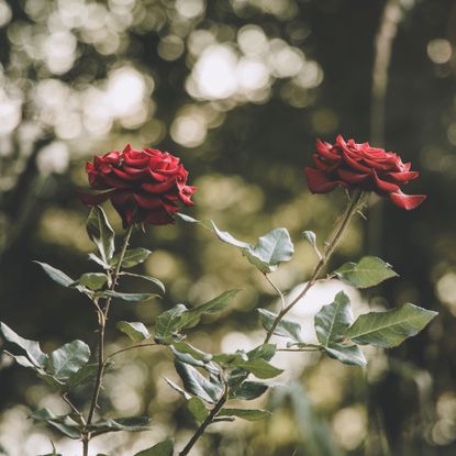 Soft focus Gothic style color two rose flowers in nature environment blurred background unfocused space