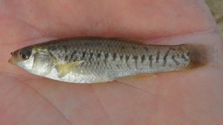 A small silvery California killifish laying in a person's hand