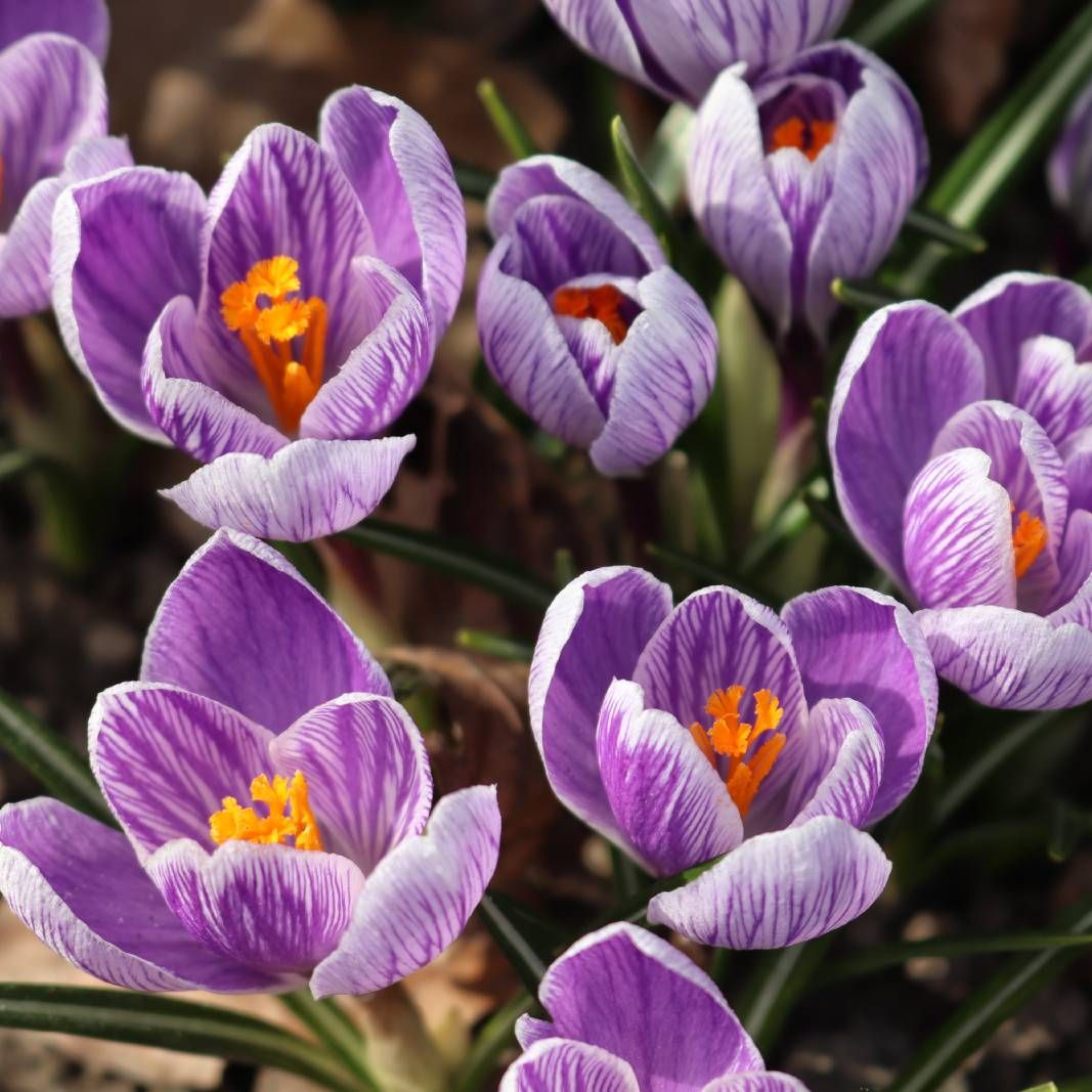 Close up of purple and white crocus flowers