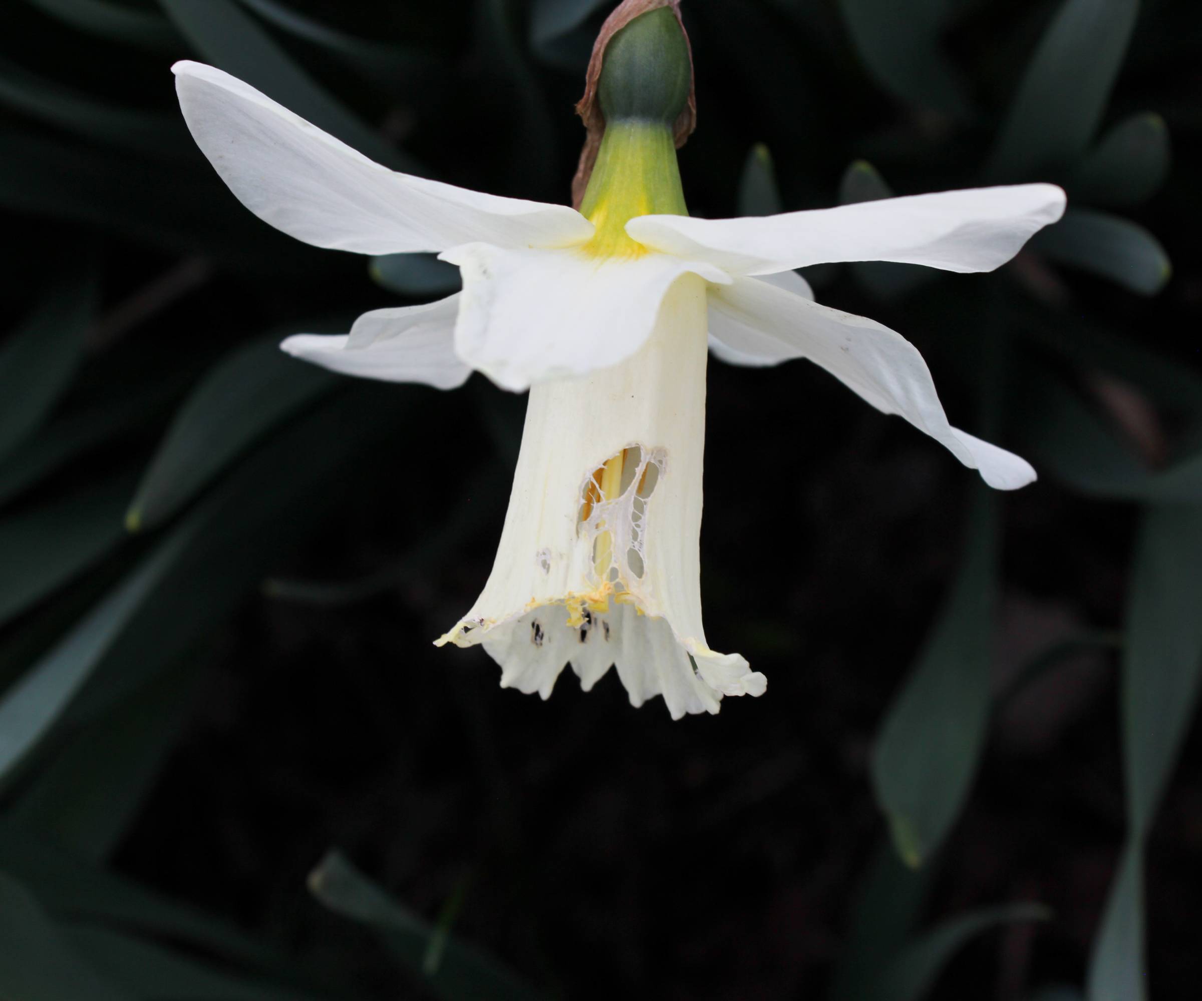 A white daffodil with parts chewed away by insects