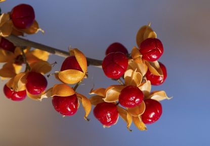 Vine Full Of Red Berries