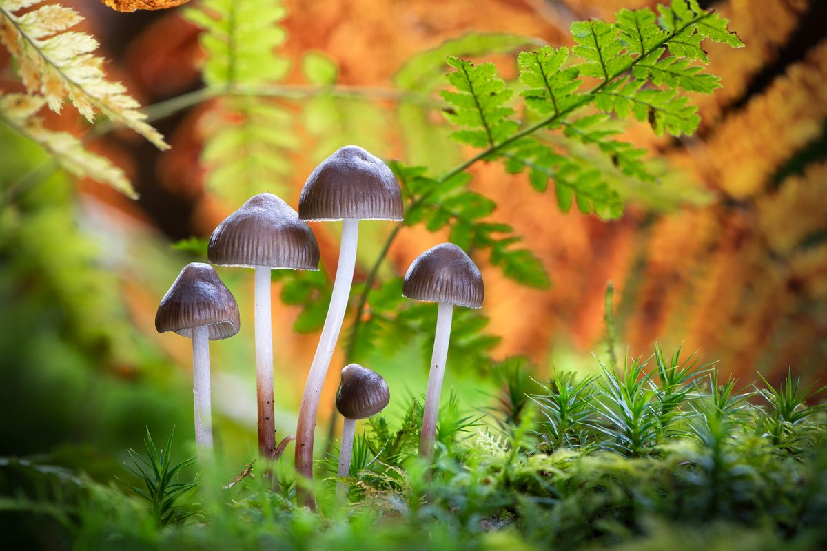 Beneath the Ferns, Forest of Dean, UK, 2023