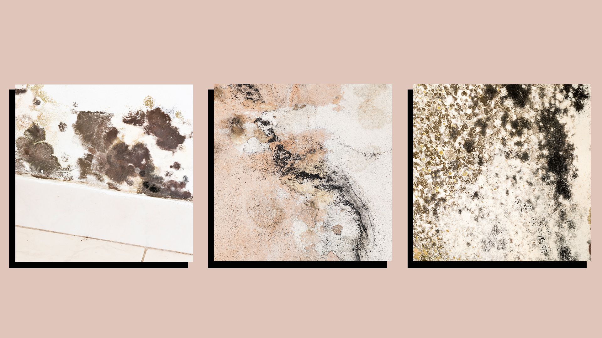 Black mold removal guide—get rid of black mold safely Woman & Home