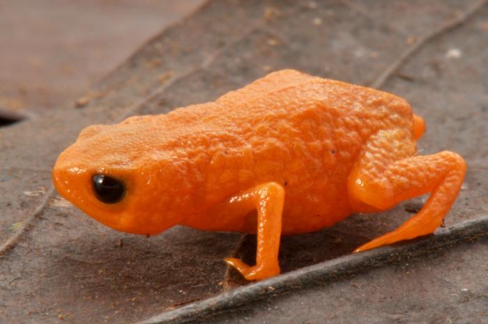 A photo of the newly described pumpkin toadlet Brachycephalus lulai standing on a leaf.