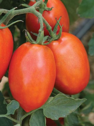 Tomato, Roma Grande