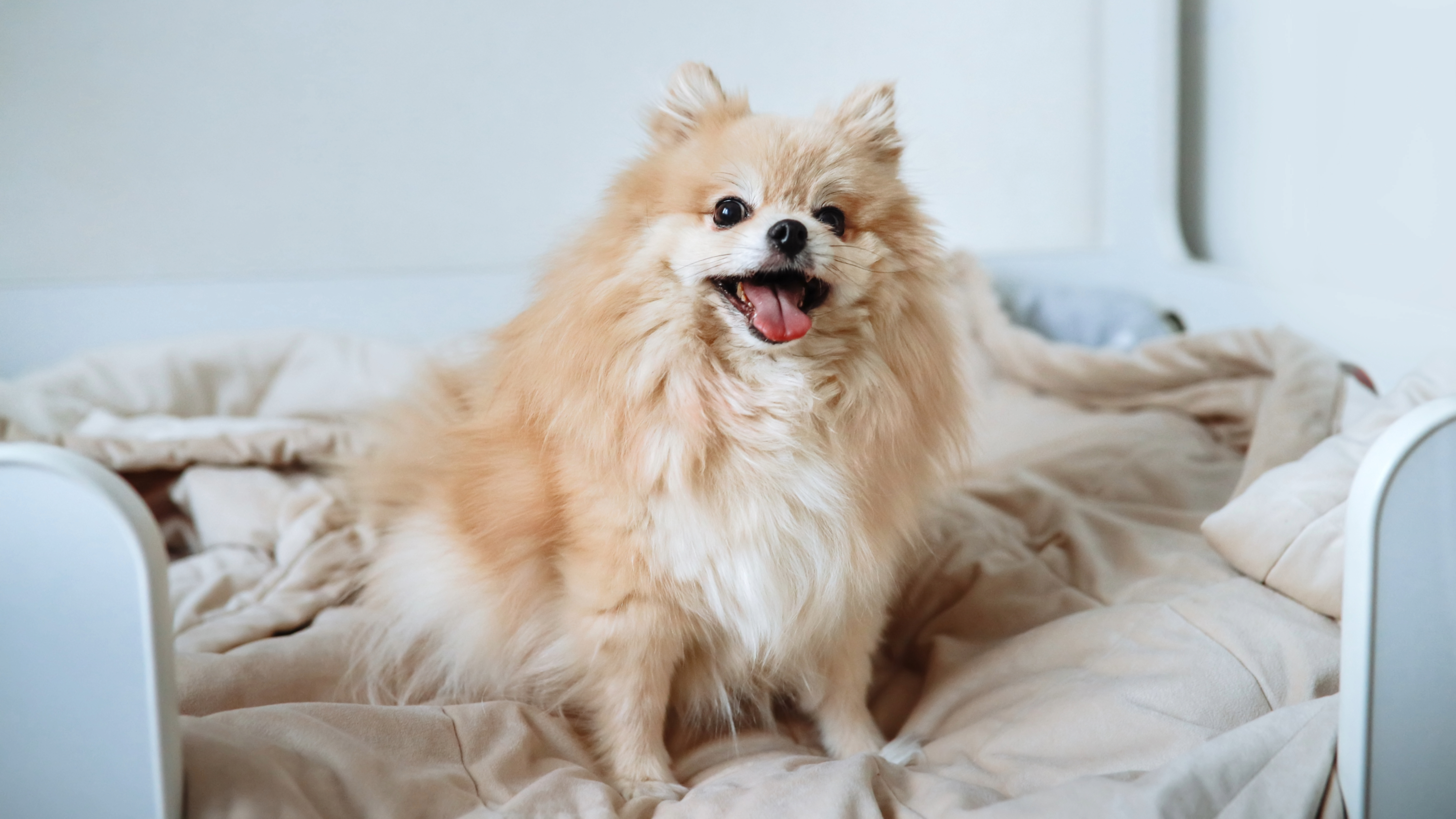 Pomeranian