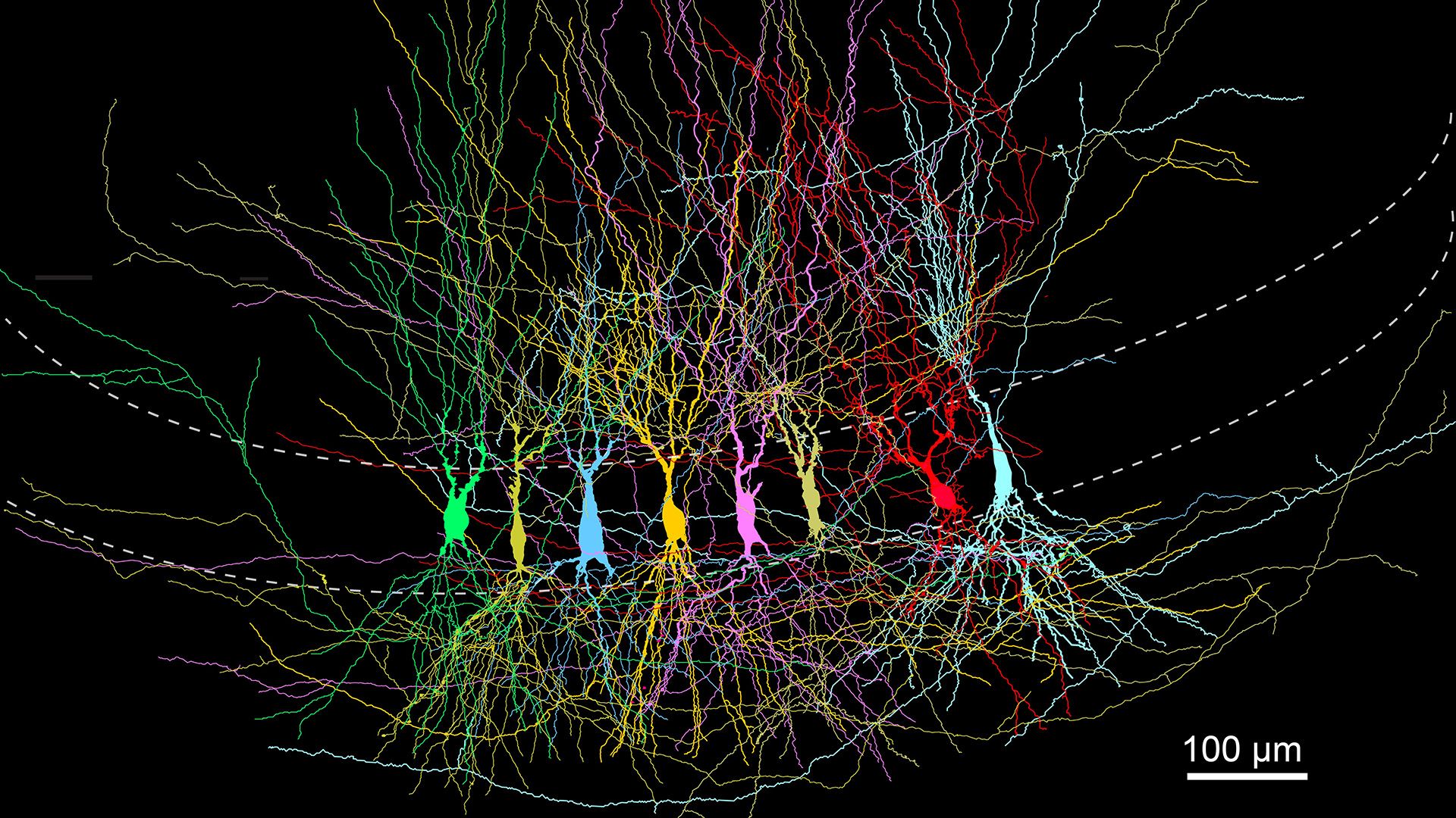 New Study Reveals the Brain's Memory Center Begins with Rich Neural Connections, Not a Blank Slate