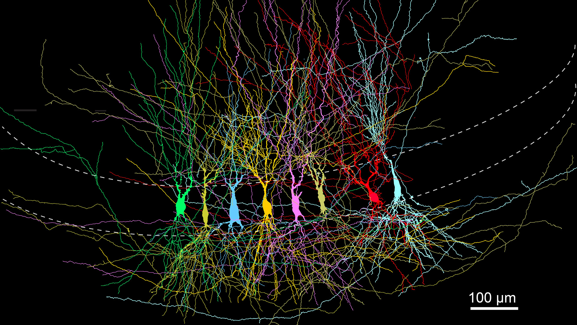 A microscopic image of a series of different colored tendrils within a curve, with a micrometer bar next to the grouping.