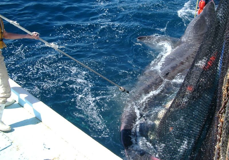 World's Second-Biggest Fish Tracked to Surprising Locale | Live Science